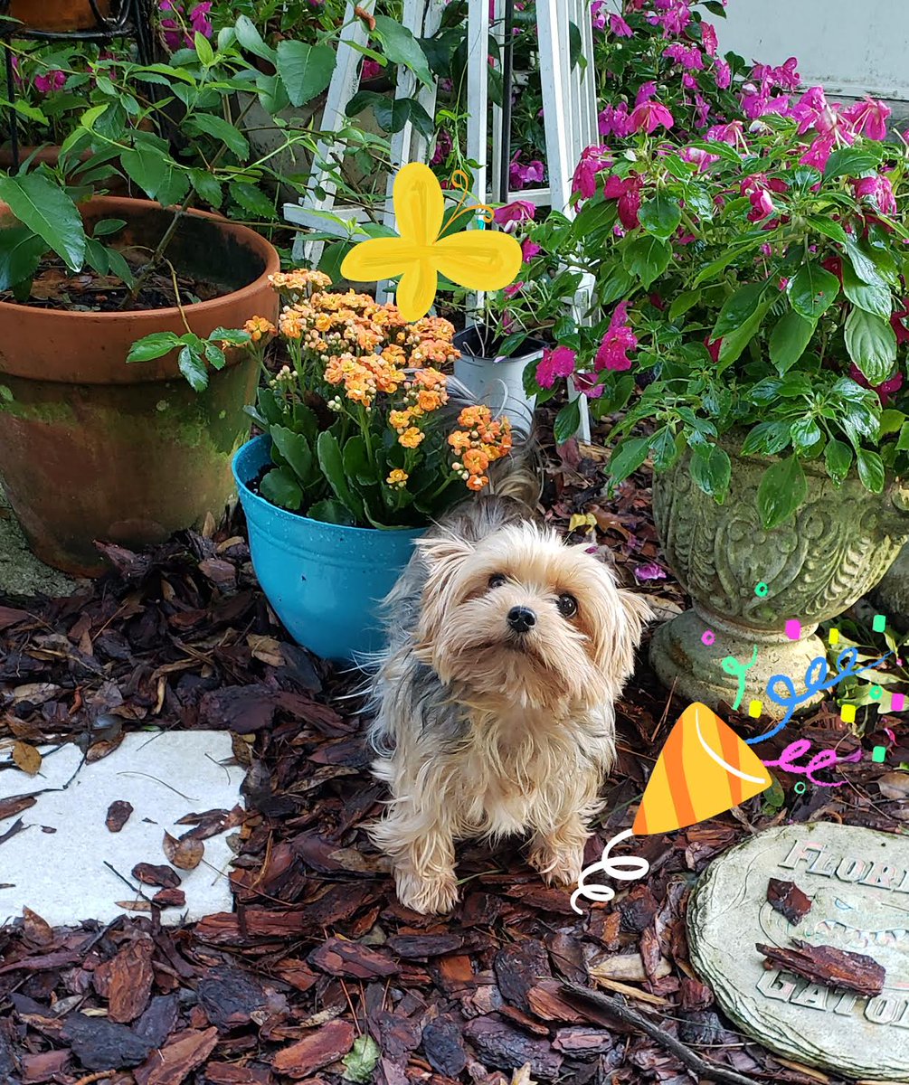 It's my burfday. I am 6 today. Mum sez I look like a puppy, one that needs a haircut. #ZSHQ <a href="/WestieBiscuit/">🐶 GENERAL SHORTCAKE</a> <a href="/peemail/">Samson & Fursibz</a> <a href="/Sadielicious11/">Rocky Barkboa & Angel Sadie 🌈</a> <a href="/CamTheBoston/">Bindi, Jedi, and Angel Cam</a> <a href="/SnowballPierre/">Snowball Pierre</a>