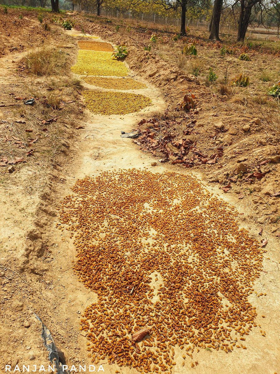 The forests at the moment are all about #Mahua. Its fragrance all around, and the forest dwellers await a good earning. Mahua also symbolizes equity.
#Ecology #economy 
#IndigenousCommunities 
#CommonsClimateConnect