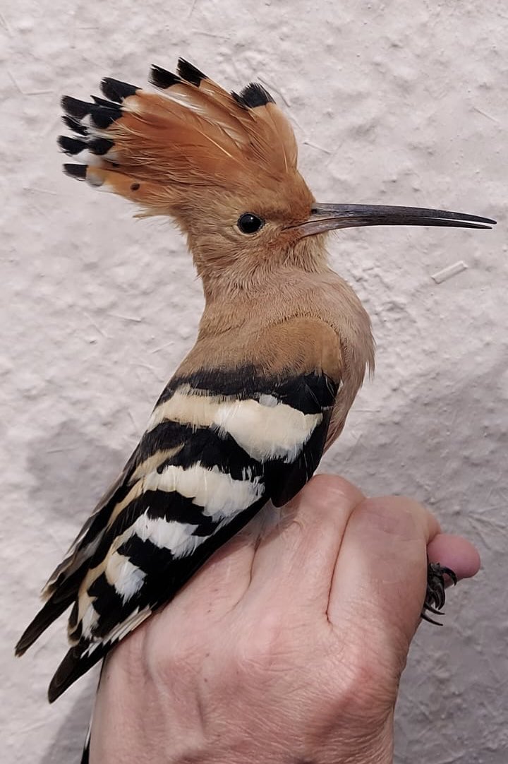 slashercutts's tweet photo. We have been thoroughly spoiled and this Hoopoe pretty much completes the list of “hoped for” birds during our time in #gibraltar @gonhsgib #straitofgibraltarbirdobservatory #jewsgate https://t.co/tnjanA5GB1