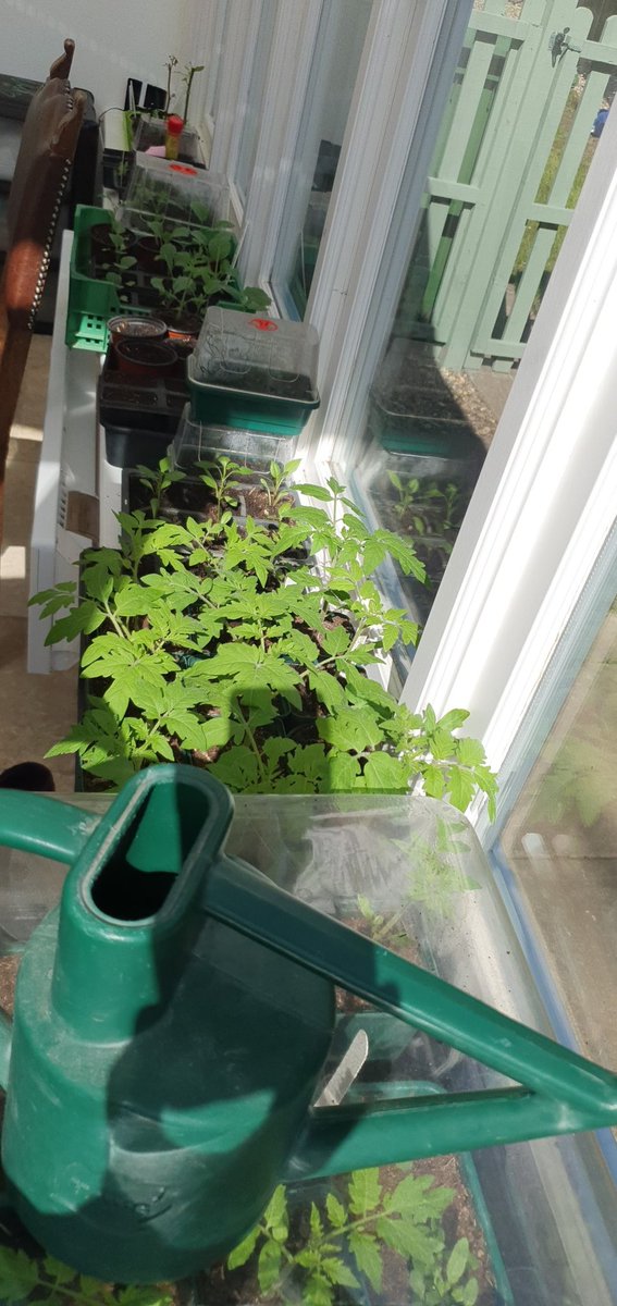 DarcieTowers's tweet photo. I may have ran out https://t.co/B1edNFYCqi.. #plants #growyourown #propagation https://t.co/XdmxMENvC6