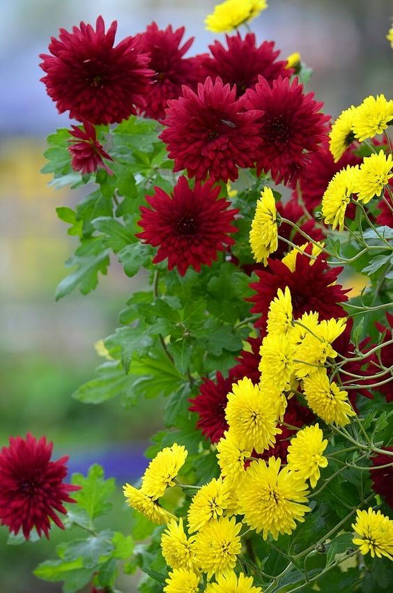 RashadaWrites's tweet photo. Colorful spring! #garden #flowers #photograph #naturebeauty♥️💛🌿🌿 https://t.co/RLu33Dqz54