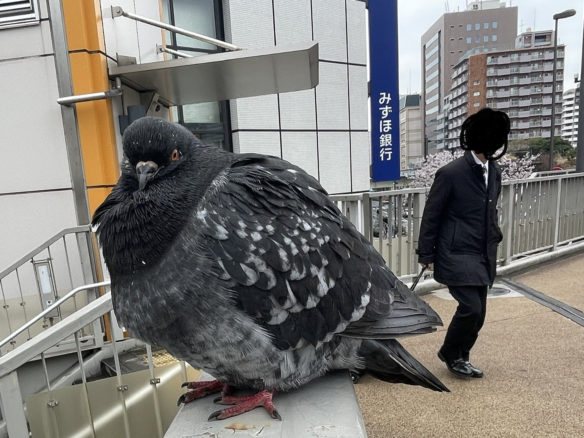Nanabo ゚o゚ 超巨大ハト出現 ぷくぷくのまんまるハト 近寄っても逃げないハト 遠近法 ハト 鳩 ピジョン 鳥 亀戸 錯覚 まんまる ぷくぷく T Co Aoqhbhabav Twitter Nanabo ゚o゚ 超巨大ハト出現 ぷくぷくのまんまるハト 近寄っても逃げないハト 遠近法 ハト 鳩 ピジョン 鳥 亀戸 錯覚 まんまる ぷくぷく T Co Aoqhbhabav Twitter
