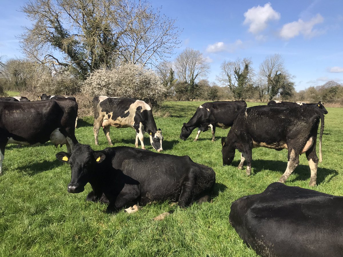 ineMurray1's tweet photo. Grazing under the blackthorn tree 🌳🐄 #springgrazing #grasstomilk https://t.co/z5dMmQpmMC