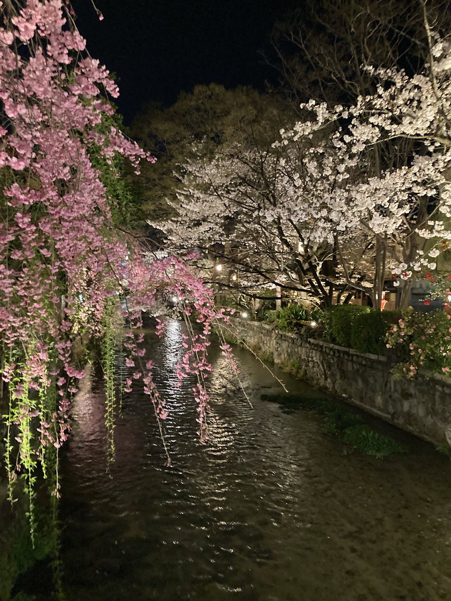 京都祇園の夜桜がとても綺麗です🌸*✲ﾟ*🌸*✲ﾟ*🌸
桜の時期は短いですが少しでも楽しみたいですね♡