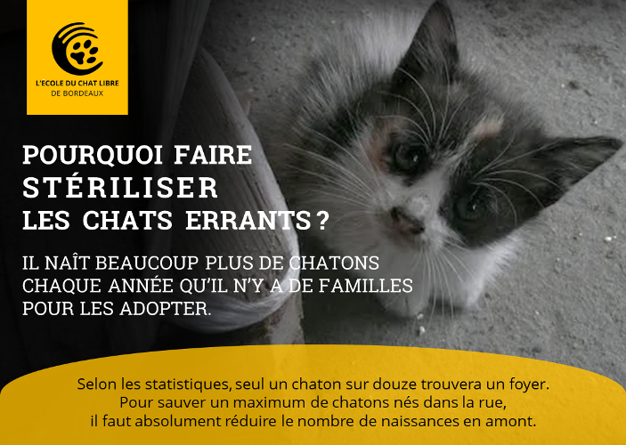 EDC_Bordeaux's tweet photo. 🚨 URGENCE STÉRILISATION 🚨

La plupart des chattes errantes sont gestantes. Il faut agir au plus vite pour limiter les naissances de chatons non désirés qui ne trouveront pas tous une famille d’adoption. Même gestante, une chatte peut être stérilisée. 

https://t.co/INHwsoY64e https://t.co/lfLsZgOyby