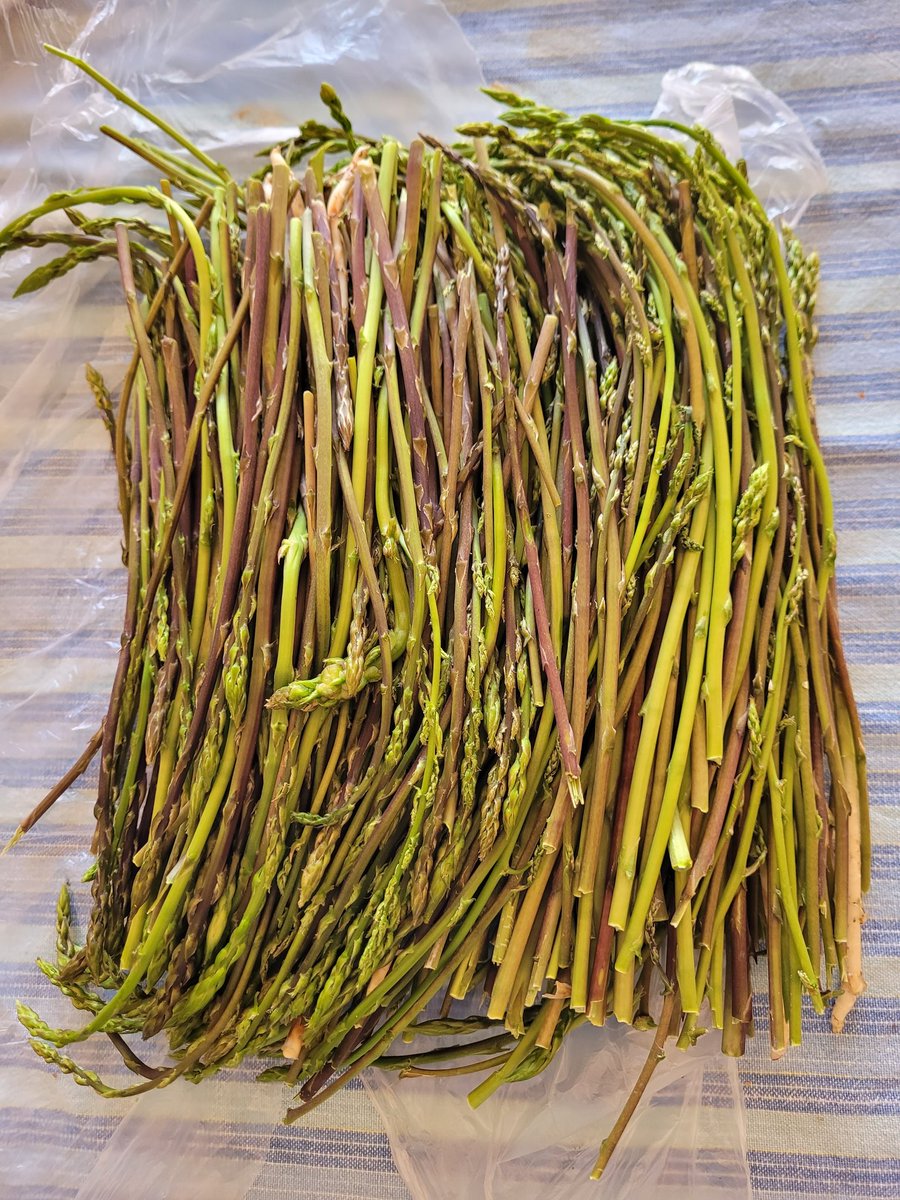 qui diria que fa un parell d'anys no havia agafat mai espàrrecs, he estat molt bona alumna, avui ha estat el dia que més, ara toca netejar-los i congelar.