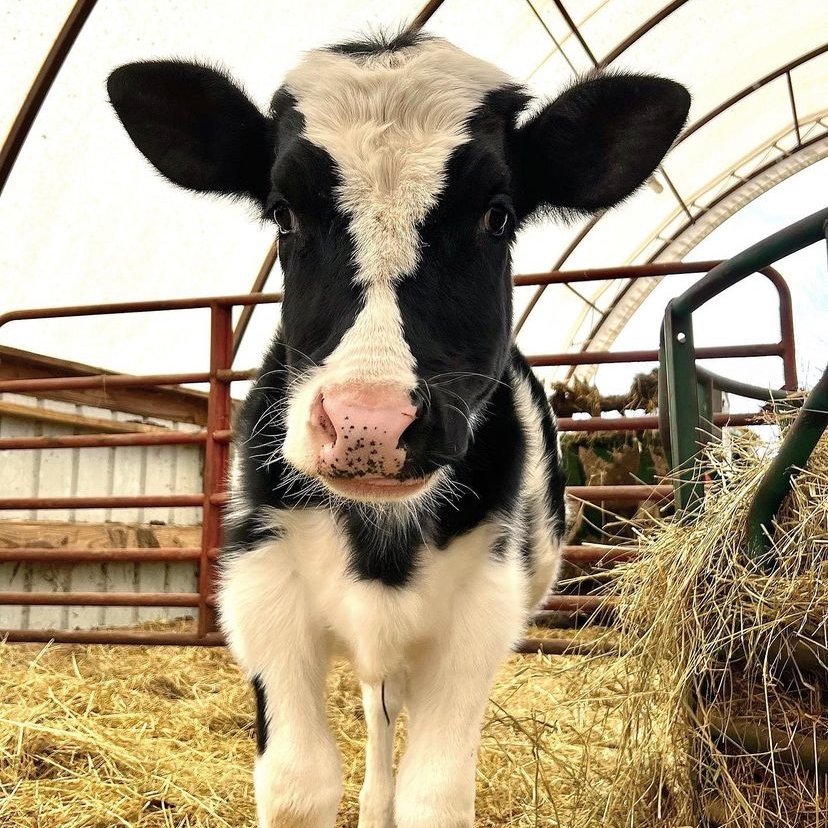 CowoftheDay1's tweet photo. 📅 5th April 2022
🐮 Ferdinand
🏷️ Instagram/lostboysfoundfarm
💕 #animaloftheday https://t.co/egTizrt0Kn