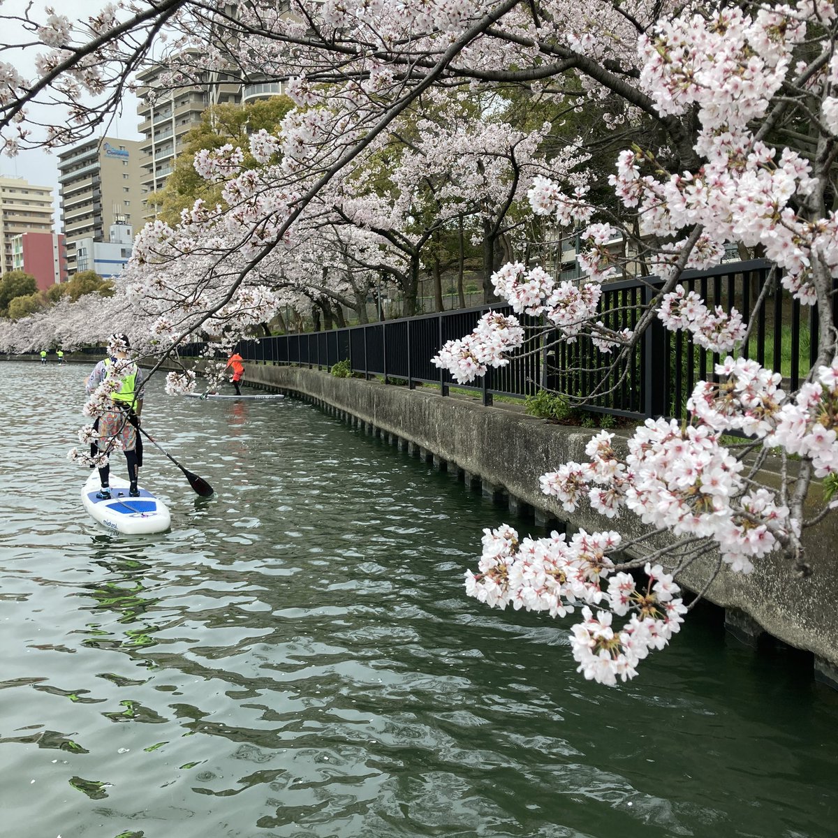 u_sup4's tweet photo. 今日は大川でお花見水上さんぽ。
キレイやった〜 https://t.co/FCdKgcTMXT