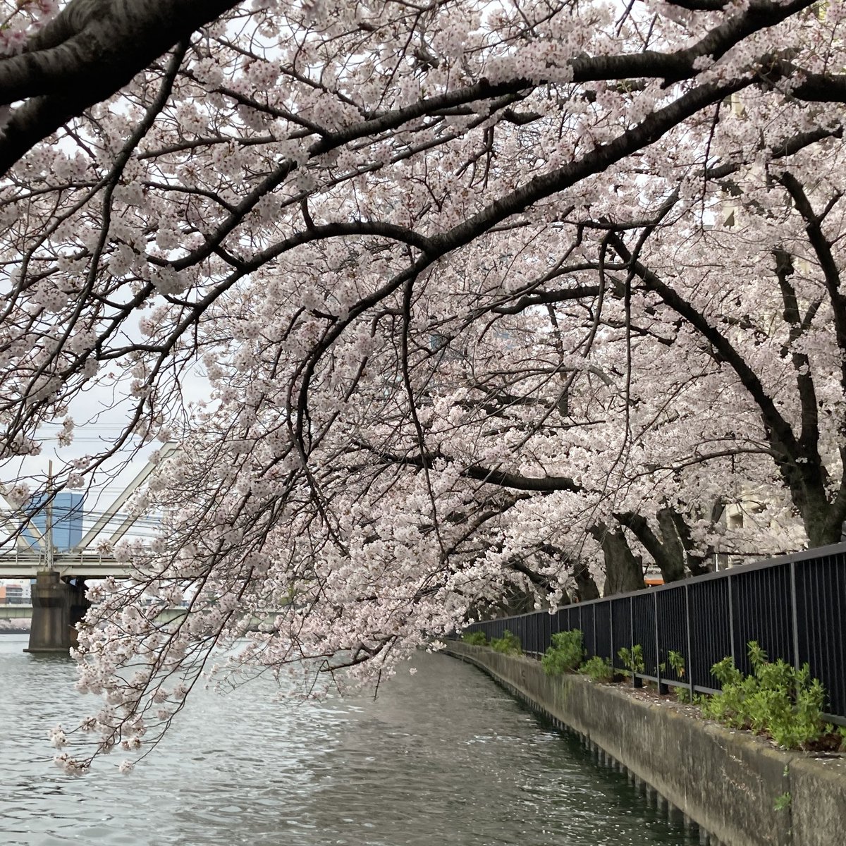 u_sup4's tweet photo. 今日は大川でお花見水上さんぽ。
キレイやった〜 https://t.co/FCdKgcTMXT