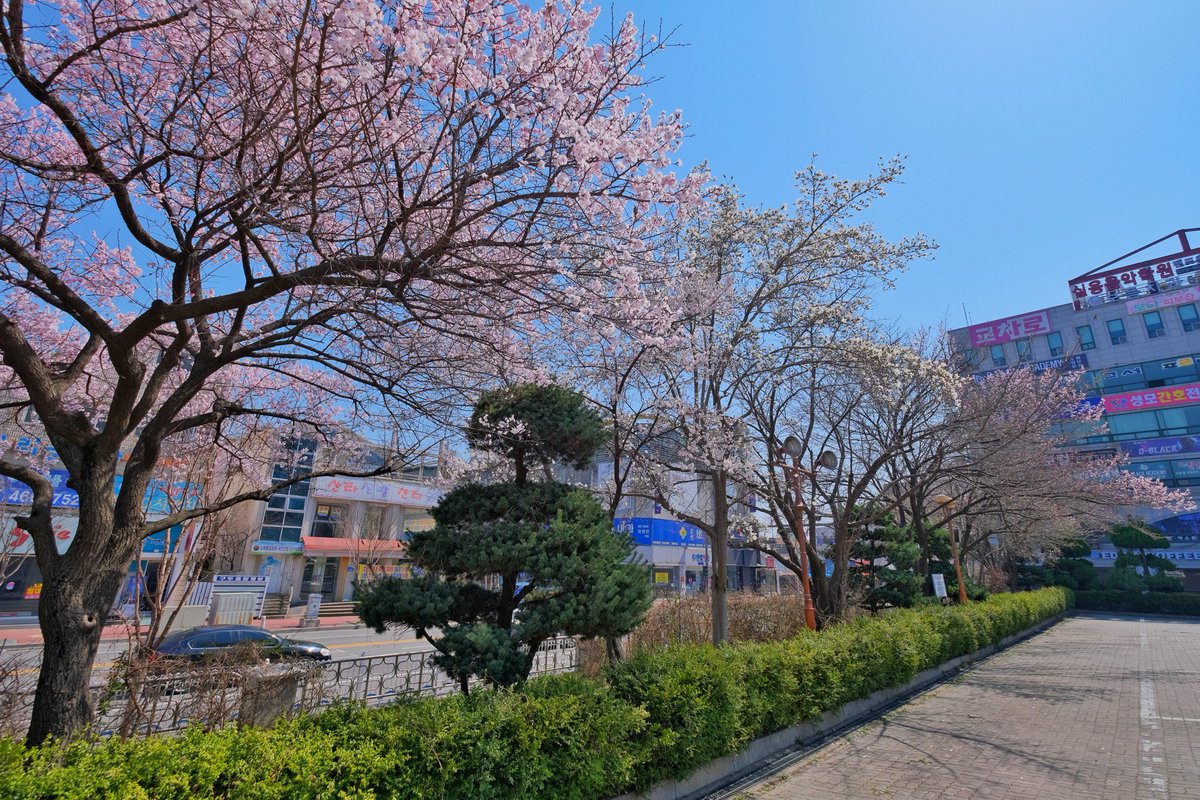 ChrisAstro's tweet photo. Waiting for the cherry blossoms to fully bloom! π°π·πΈποΈ #SouthKorea #exploreROK #Korea #exploreKorea #cherryblossoms #travel #visitSouthKorea https://t.co/LrRFF6VZ5s