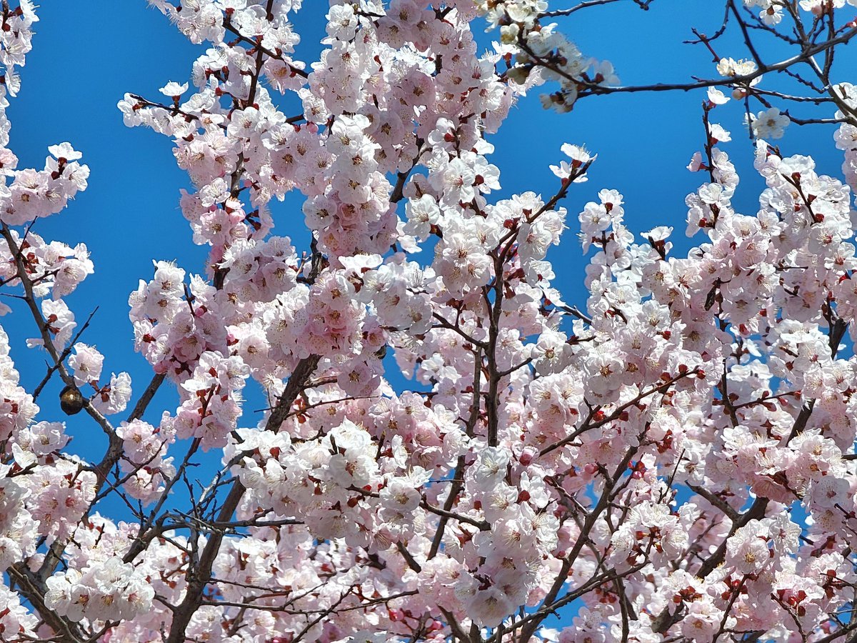 ChrisAstro's tweet photo. Waiting for the cherry blossoms to fully bloom! π°π·πΈποΈ #SouthKorea #exploreROK #Korea #exploreKorea #cherryblossoms #travel #visitSouthKorea https://t.co/LrRFF6VZ5s