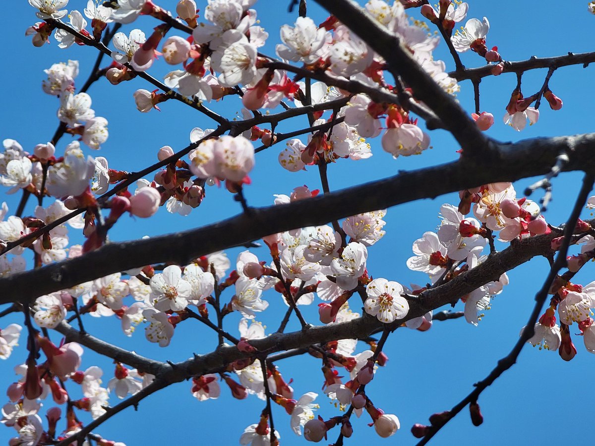 ChrisAstro's tweet photo. Waiting for the cherry blossoms to fully bloom! π°π·πΈποΈ #SouthKorea #exploreROK #Korea #exploreKorea #cherryblossoms #travel #visitSouthKorea https://t.co/LrRFF6VZ5s