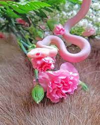 random_snakes's tweet photo. #TipsToBeTheLifeOfTheParty Always bring matching snakes, cakes and coffee! 🥳🐍🍰☕️😍 https://t.co/XiwBj4NvAi
