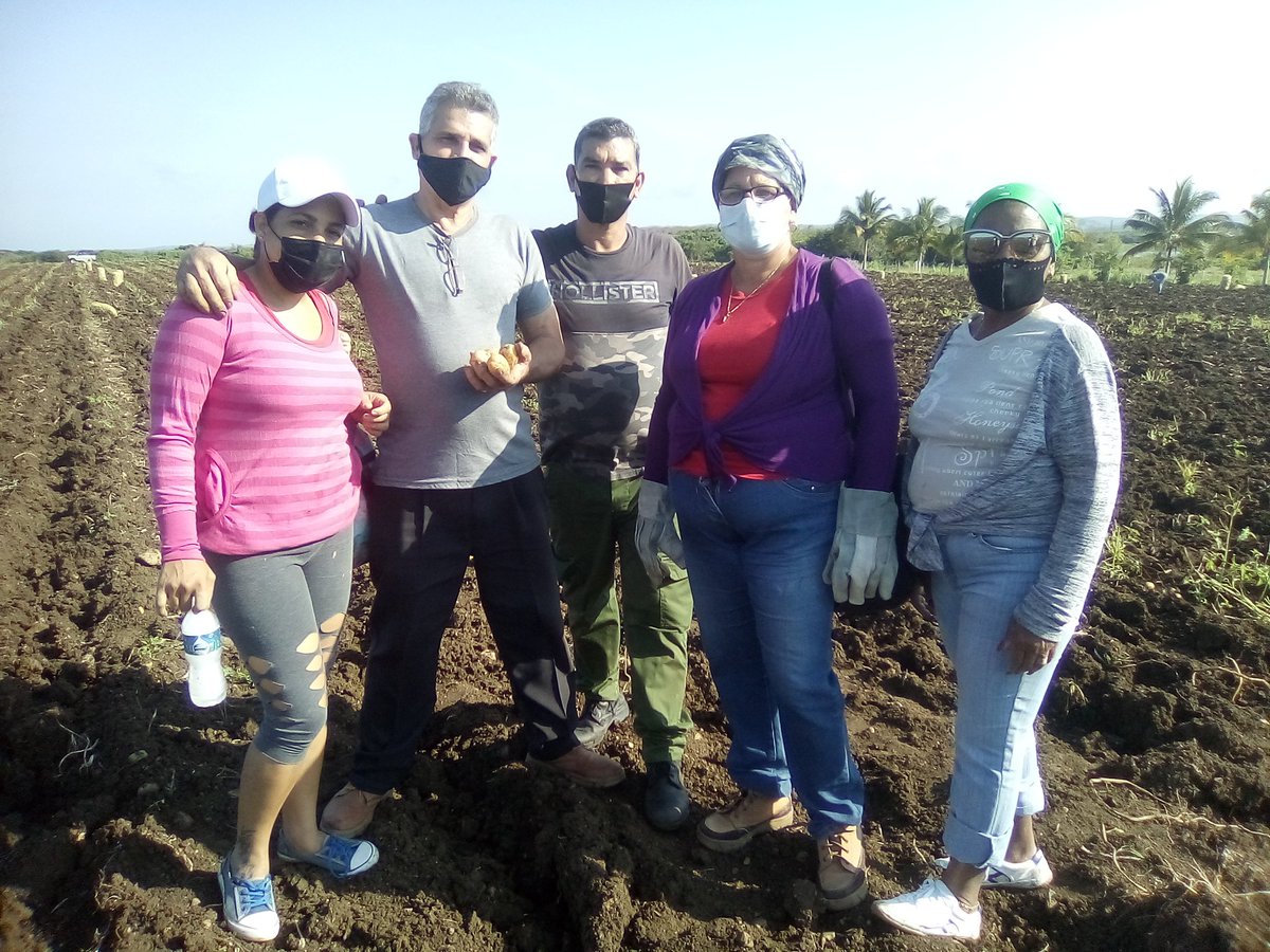 Directivos, trabajadores y jóvenes de la Empresa de Construcción y Montaje de #VillaClara participamos en labores productivas de recogida de papas en el Yabú de #SantaClara, en saludo al 60 Aniversario de la UJC y el 61 de la OPJM porque #VamosConTodo X #Cuba. #SomosContinuidad