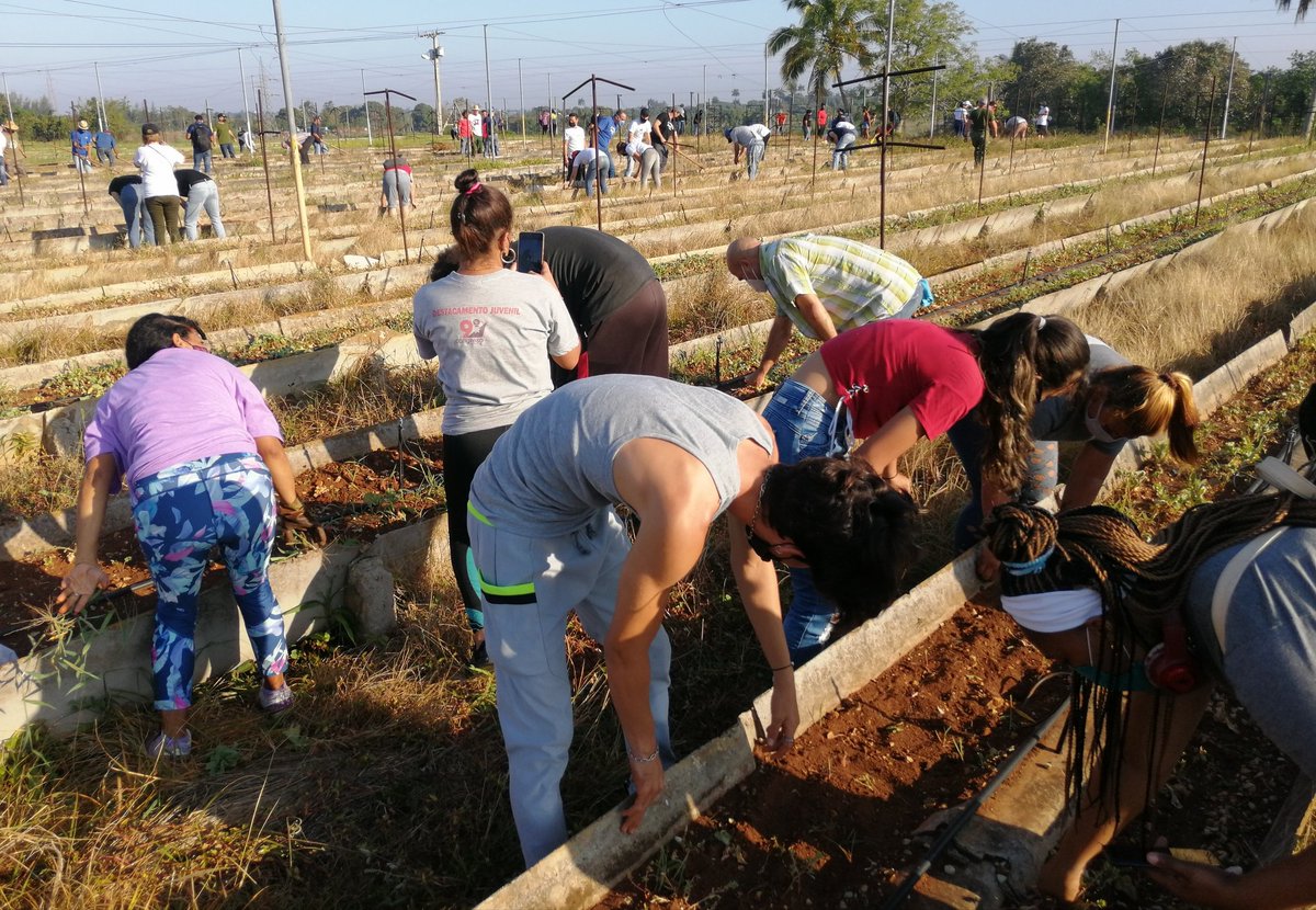 GHNordelo5's tweet image. Entusiasta trabajo productivo en saludo al 4 de abril. #Cuba #VamosConTodo #UJC60años #CDRCuba #SomosDelBarrio