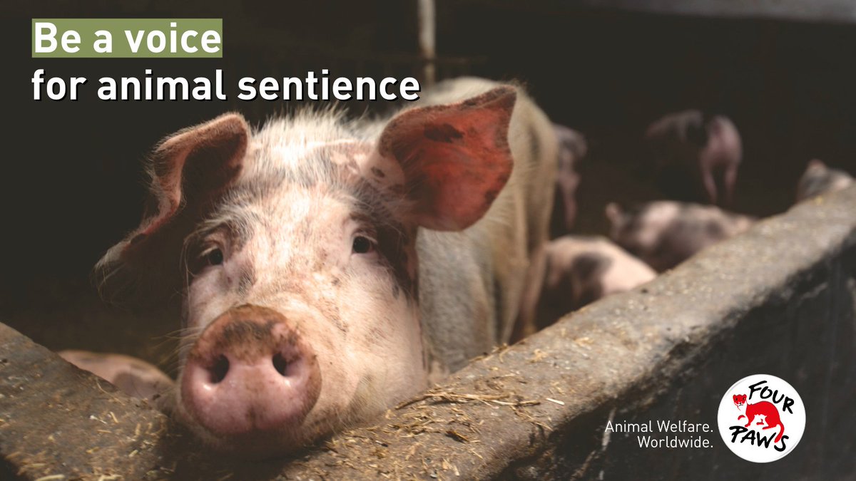 FOURPAWSUK's tweet photo. The Animal Welfare (Sentience) Bill is taking its final steps in the House of Lords.
Urging your MP to #SupportSentience, to help UK law recognise an animal's capacity to feel, has never been more vital.
https://t.co/P1q6748KZd https://t.co/VUn7SHTTGZ