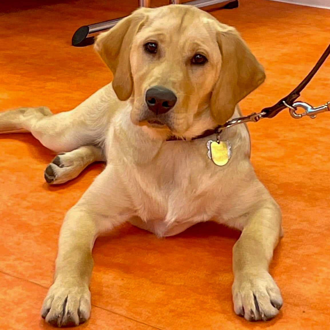 LeicsGuideDogs's tweet photo. Magic and Arlo and their local Puppy Raisers thanking @nextofficial staff at their HQ in #enderby for naming them via the @guidedogs Name A Puppy scheme.
#GuideDogsFamily #leicester #leicestershire #rutland #GuideDogs #charity #fundraising #LifeChanger #grateful #DogsofTwittter https://t.co/2TLRQPSYOH