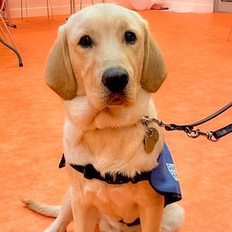 LeicsGuideDogs's tweet photo. Magic and Arlo and their local Puppy Raisers thanking @nextofficial staff at their HQ in #enderby for naming them via the @guidedogs Name A Puppy scheme.
#GuideDogsFamily #leicester #leicestershire #rutland #GuideDogs #charity #fundraising #LifeChanger #grateful #DogsofTwittter https://t.co/2TLRQPSYOH