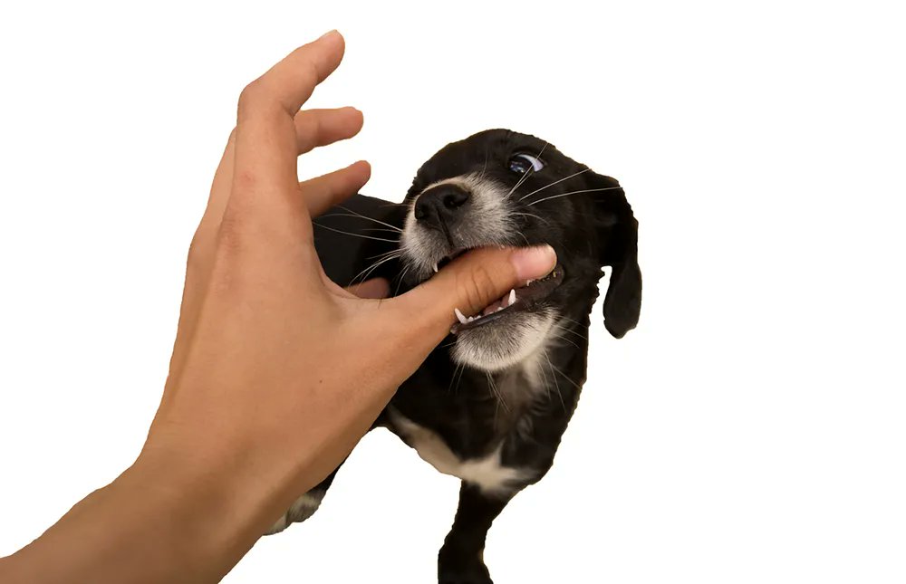 SNVHvet's tweet photo. Puppy Biting - Struggling with that new pup? Training is ongoing, 24/7.    https://t.co/1TRnTx87Ts https://t.co/eUP7voEiel