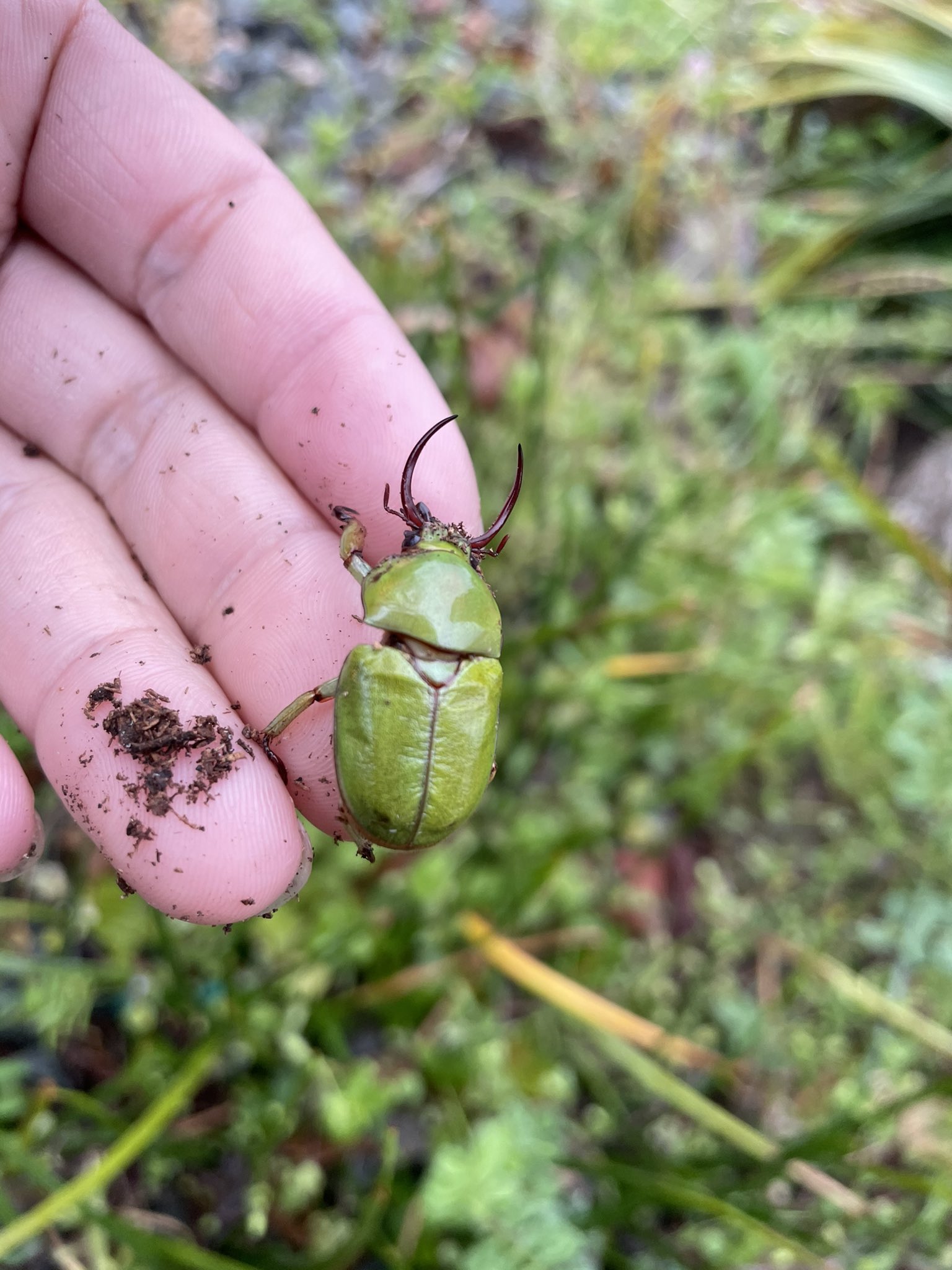 クワガタコガネ キバコガネ ドヘルティ 成虫ペア Www Newschattogram24 Com