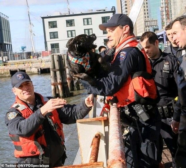 TheNorskaPaul's tweet photo. That deserves โa-pawsโ ๐ ๐พ๐
Puppy called Bebe rescued by #NYPDSpecialops after getting loose at #SouthStreetSeaportand diving into the #EastRiver Saturday morning on #LowerManhatten #NYC https://t.co/XOXqU8ywxj
