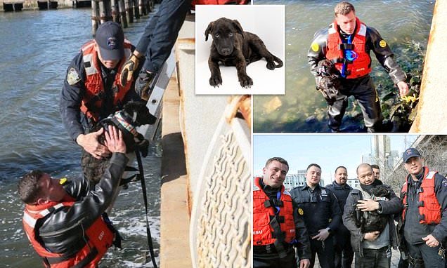 TheNorskaPaul's tweet photo. That deserves โa-pawsโ ๐ ๐พ๐
Puppy called Bebe rescued by #NYPDSpecialops after getting loose at #SouthStreetSeaportand diving into the #EastRiver Saturday morning on #LowerManhatten #NYC https://t.co/XOXqU8ywxj