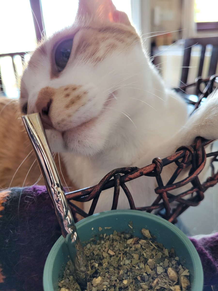 JH0WLETT's tweet photo. te comparto a la sammy tomando mate de la suerte. 
si no das rt, 10 años de mala suerte. 
@auronplay https://t.co/rzSCGaSZTs