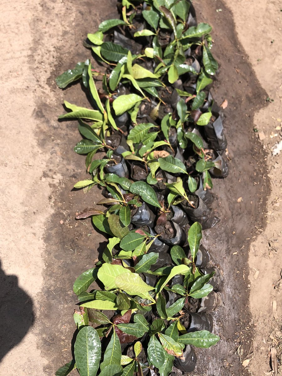 OjokOkello_'s tweet photo. One of the ways to position #sheabutter as the #vibranium that powers community transformation in @OkereCity is to rewild and regenerate millions of #sheatrees. We are walking the talk by planting 1k shea trees annually.  #ClimateActionNow https://t.co/QnHo8tjxRK