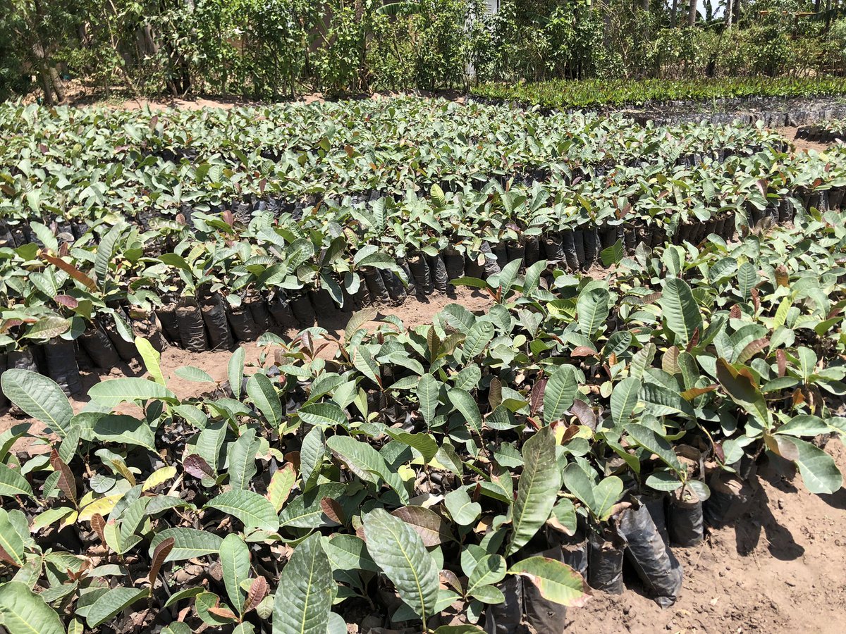 OjokOkello_'s tweet photo. One of the ways to position #sheabutter as the #vibranium that powers community transformation in @OkereCity is to rewild and regenerate millions of #sheatrees. We are walking the talk by planting 1k shea trees annually.  #ClimateActionNow https://t.co/QnHo8tjxRK