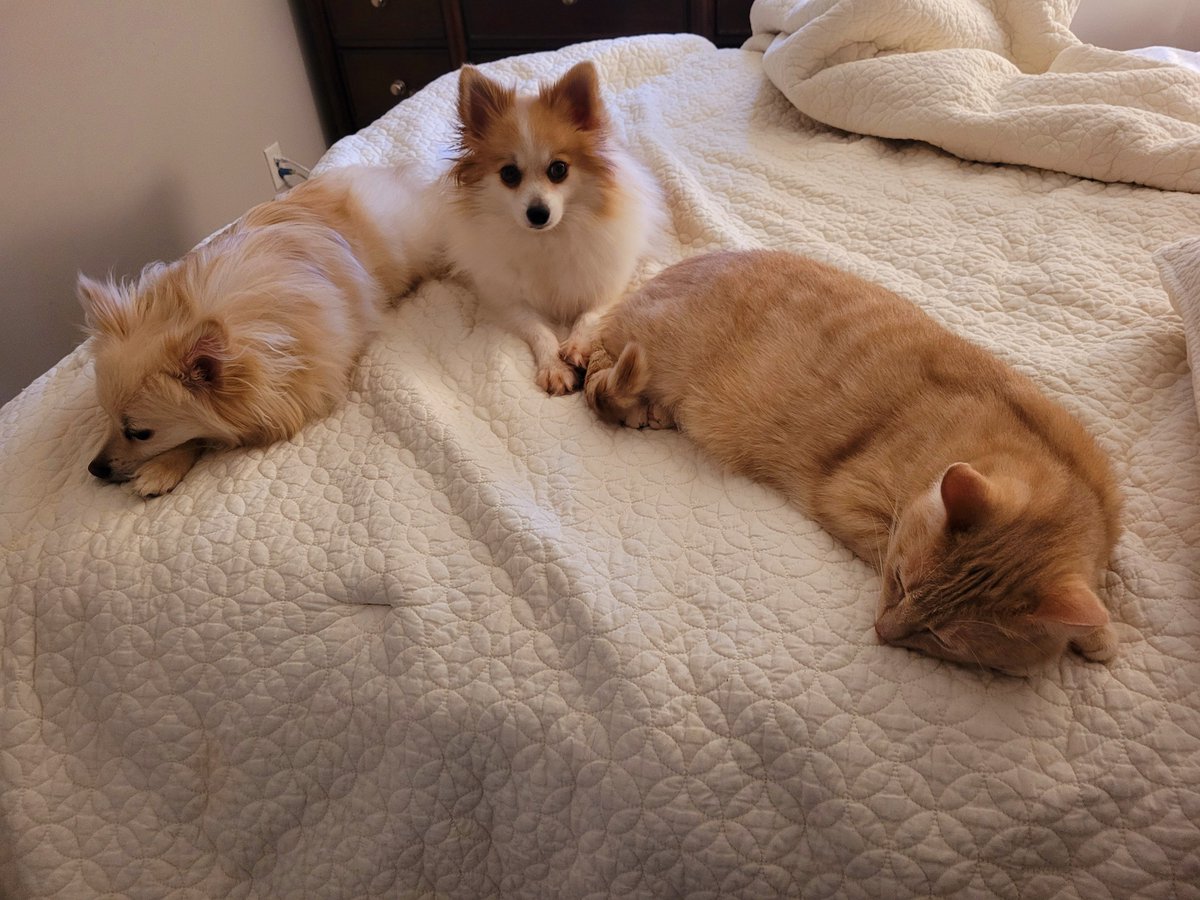 Our newest addition, Dara, is fitting in well!
#BennyCashandDara