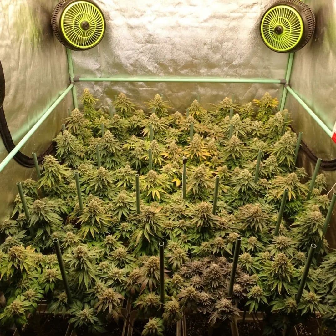 spliffseeds's tweet image. Day 60 since the 12/12 change of the 36 #purpleberrykush 🍇 girls in 5.8 liter pots, 120x120 space .. Fed with @groteknutrients and illuminated with #quantumboards .. Final stage !! 🍁🇨🇱

📸:@leonweed10
🌷:#purpleberrykush
👩:#spliffseeds