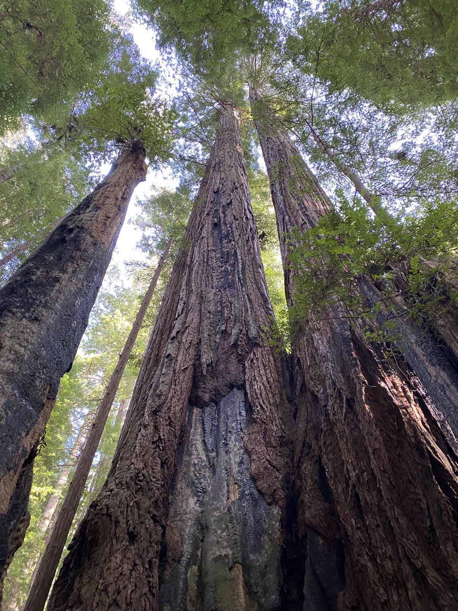 Saw some amazing trees - the tallest in the US.  note the fire scars - these redwoods have seen a lot over the centuries, and sure hope they can survive their warming/drying climate before we finally put an end to climate change. It’s our job to do it faster! https://t.co/OGljEsXPCs