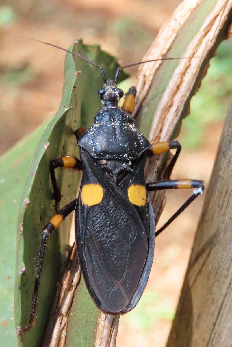 babalahhh's tweet photo. A giant assassin bug, from the genus Platymeris.
#Reduviidae #cool #assassinbug #entomology #insects #wildlife #naturelovers #invertebrates #bugs https://t.co/r0EOi15QKY
