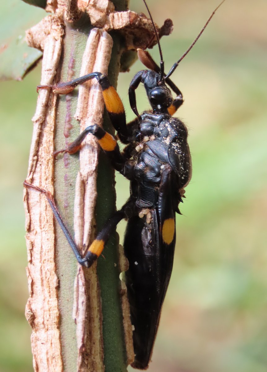 babalahhh's tweet photo. A giant assassin bug, from the genus Platymeris.
#Reduviidae #cool #assassinbug #entomology #insects #wildlife #naturelovers #invertebrates #bugs https://t.co/r0EOi15QKY