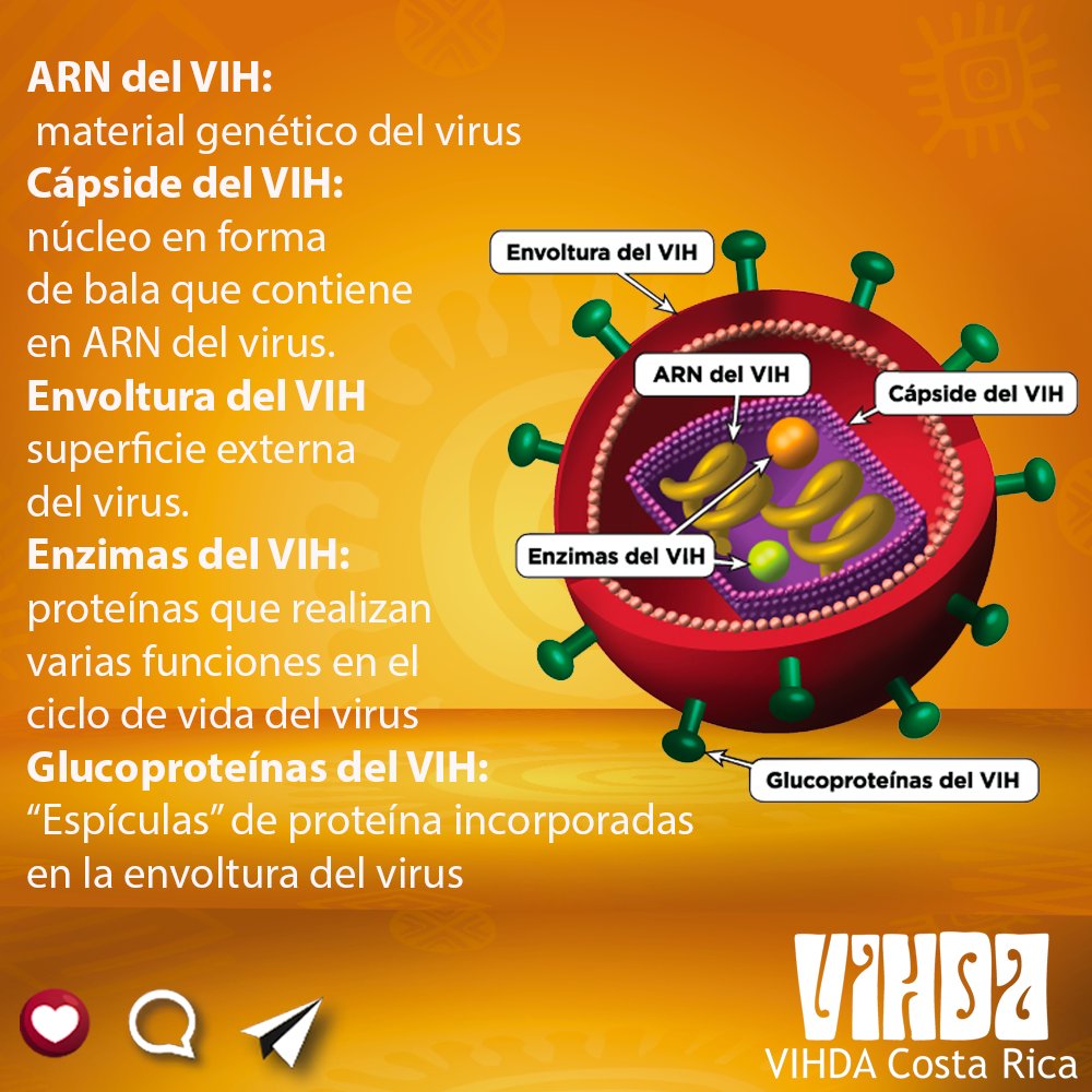 VIHDACR's tweet photo. Aprendiendo un poco de términos médicos en relación al #vih
#ARN: material genético del virus
#capside del vih : núcleo en forma de bala que contiene el ARN del virus.
#envoltura del vih : superficie externa del virus.
#enzimas del vih :
Proteínas que realizan varias https://t.co/ZxRF451kAQ