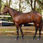 Photo by Paddy Burns (@loughtownstud)