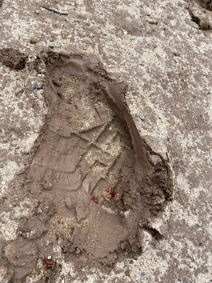 o_pichardo's tweet photo. @NewRochelleNY @NewRoParks This is not good. It’s embarrassing. Pinebrook Park has been in decline for years. Something needs to be done. https://t.co/KDY3AfH6Bt