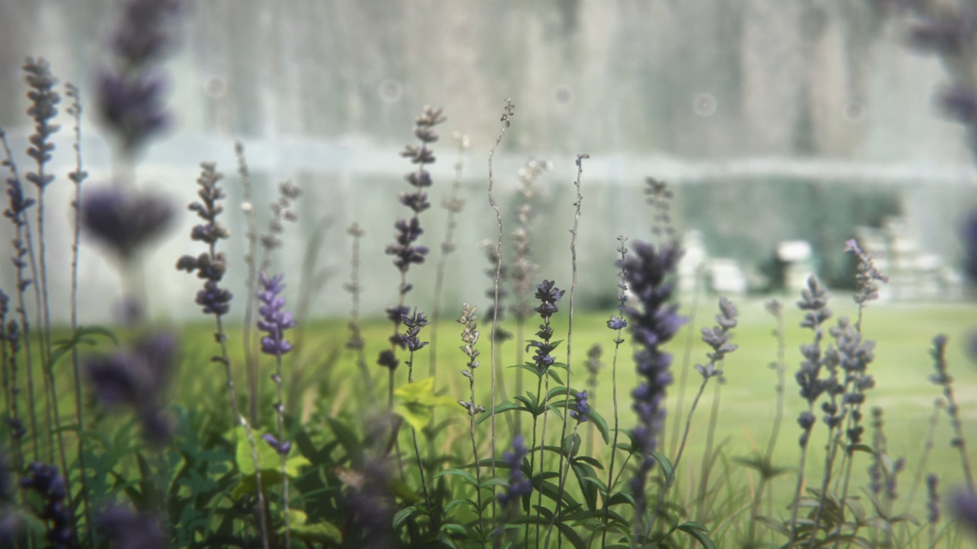 香 織 ユーフォ2期7話で あすか先輩不在のなか全体練習で滝先生に なんですか これ って言われちゃうシーンで挟まれるお花 イングリッシュラベンダー アングスティフォリアかラバンディン種 だと思うのですが そうだとしたら 花言葉は 私に答えて