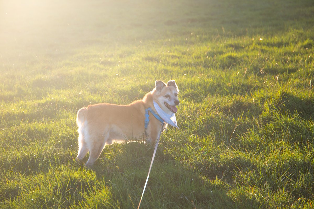 EsterMD1's tweet photo. Hello, wish you all a peaceful Sunday.I'm sorry I didn't post anything in past months but we lost one of our dogs and it has been very difficult time for me. I would like to share with you some of Rex's best photos. Rexik darling run free in heaven, we miss you so much. #doglove https://t.co/Uh0vR8SkNM