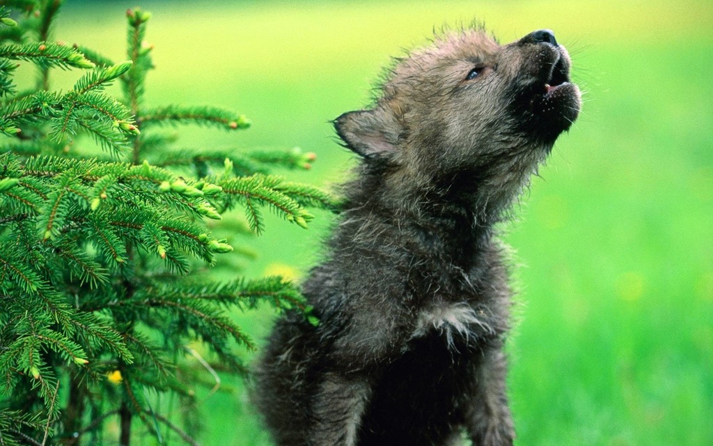 This little pup already wants to fight for his kingdom. 
Too soon little one, there's a long path ahead of you. Much preparation is needed. 🐺