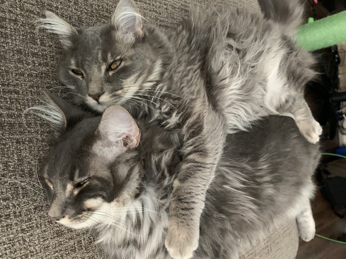 TheGraybies tweet picture