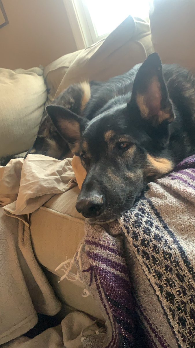 stephgregory1's tweet photo. @rotobuzzguy Same. @genegregory68 ‘s best friend is patiently waiting. But not at all happy about it. https://t.co/w6R5MCT2No
