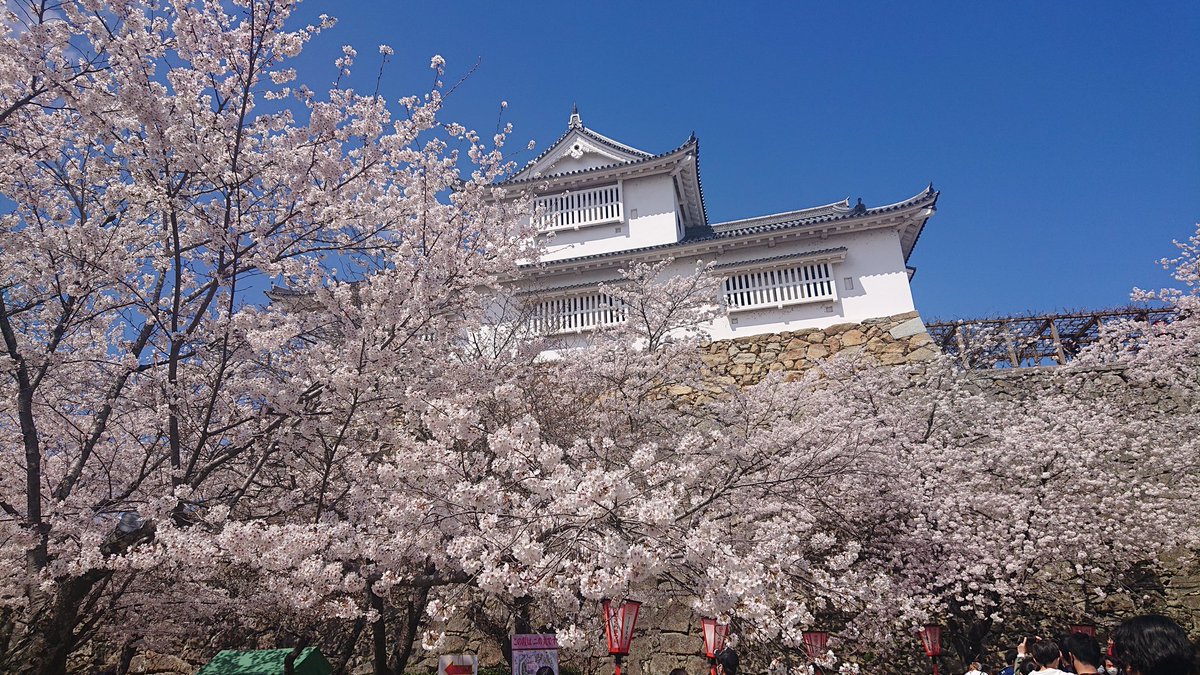 roco37's tweet photo. こんな穏やかな日にお花見ができました。#津山鶴山公園 https://t.co/xb8MCmzI2r