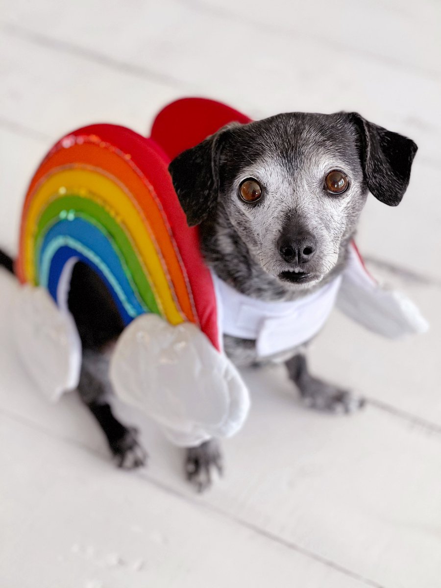 it is national find a rainbow day. hooray! you did it. 
#dogsoftwitter #dogtwitter #FindARainbowDay #NationalFindARainbowDay #rainbow #SeniorPupSaturday #SundayFunday