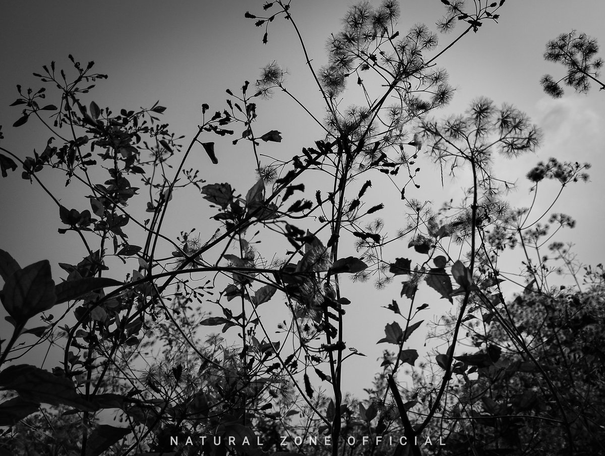 “Colour doesn’t matters the Greyscale erases the equation of time” #nature  #NaturePhotography #naturelovers #photography #blackandwhite #photographer #photography #Lightning #natureshots #NaturalBeauty #naturalzoneofficial