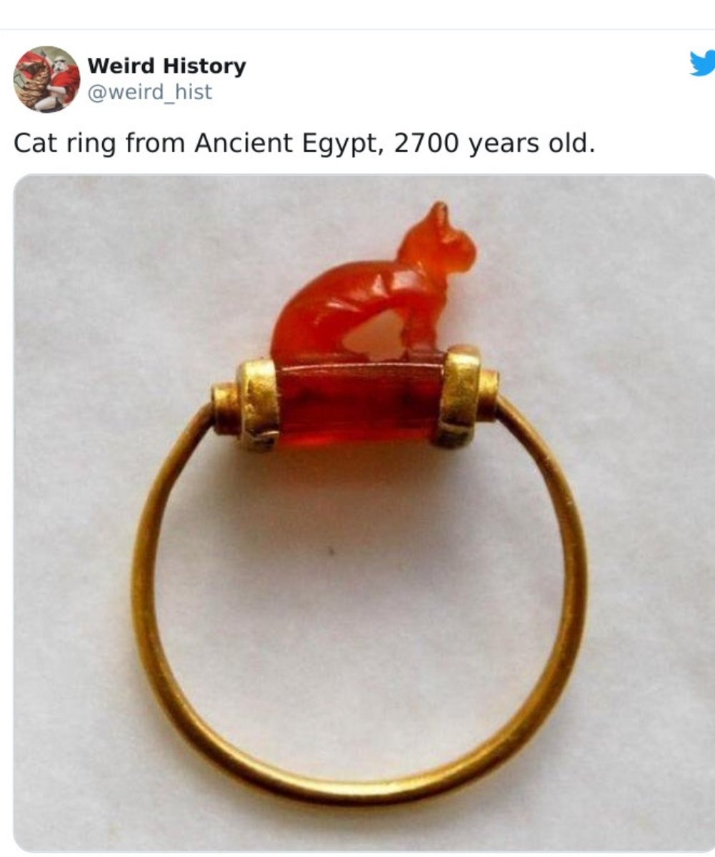 History_Rework's tweet photo. That fiesty feline sitting perched on my poor defenseless finger gives me a bad feeling but for that price kitty you better gd behvae. #SitStayFetch #rtitbot #f4f #follo4follo #folloback and #ThankYou ๐๐๐ https://t.co/RlisoIFdOx https://t.co/M4DWQgq697