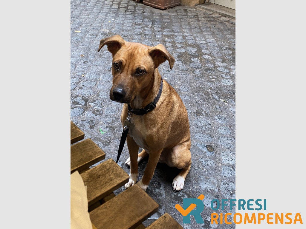 ricompensa's tweet image. Smarrito cane di nome Lupo media taglia meticcio color fulvo offresiricompensa.it/index.php?page… 
#Roma