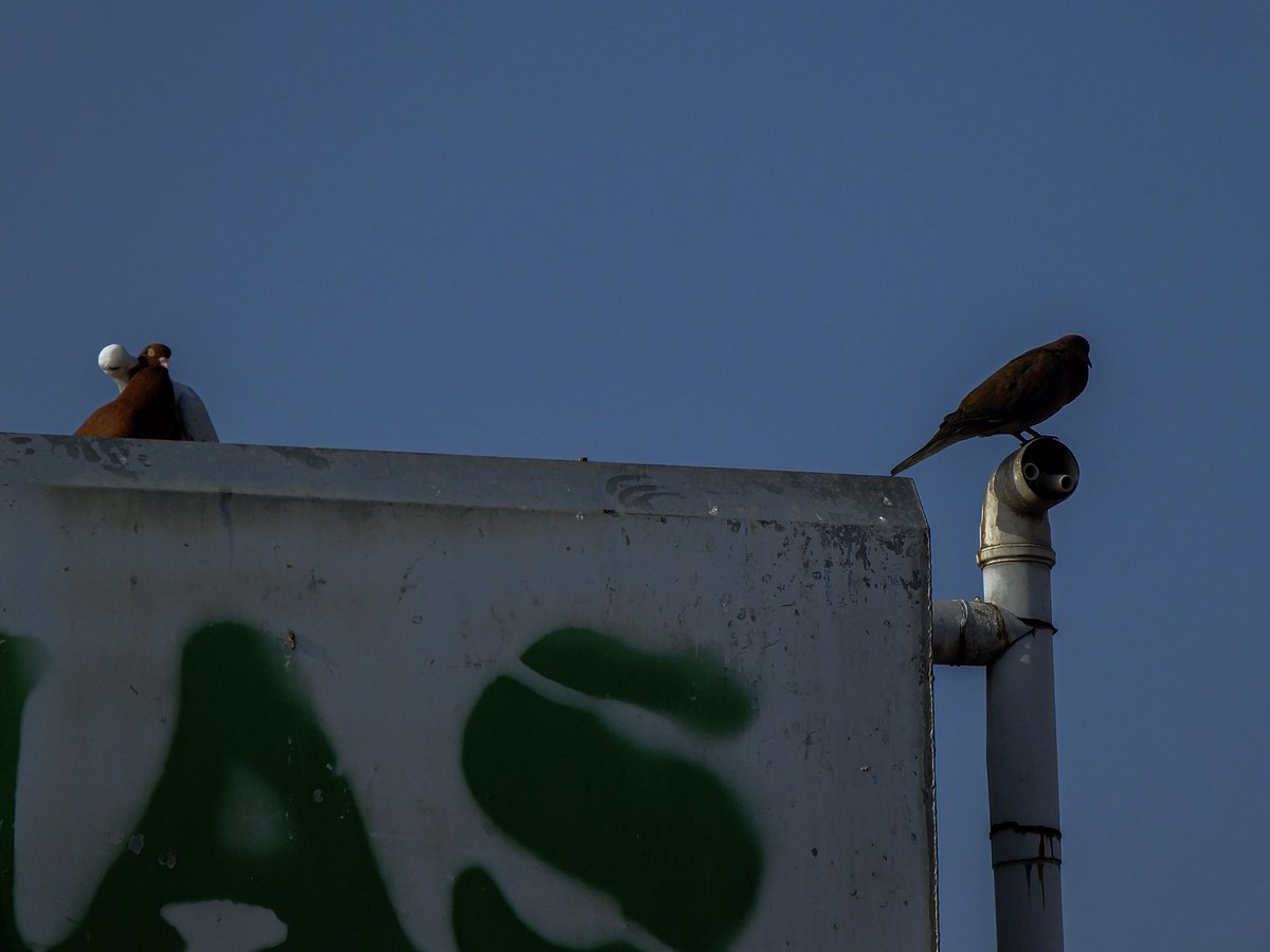 Bu günde bu kumruya yakıyoruz