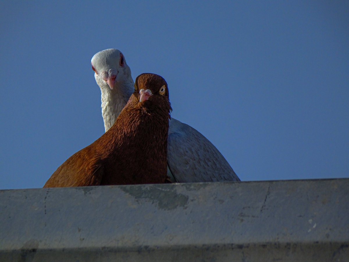 Aptal...
Seninle şöyle olqbiurruk aptal.