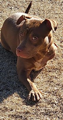 MemphisRescue's tweet photo. Happy Sunday from Sunday! 🐶 Looking for a sweet pocket pittie? Sunday loves all people and dogs, and kiddos too. She is up to date on shots, HW neg, and ready for her new home. #AdoptDontShop #rescueismyfavouritebreed https://t.co/xXeBITGuXo